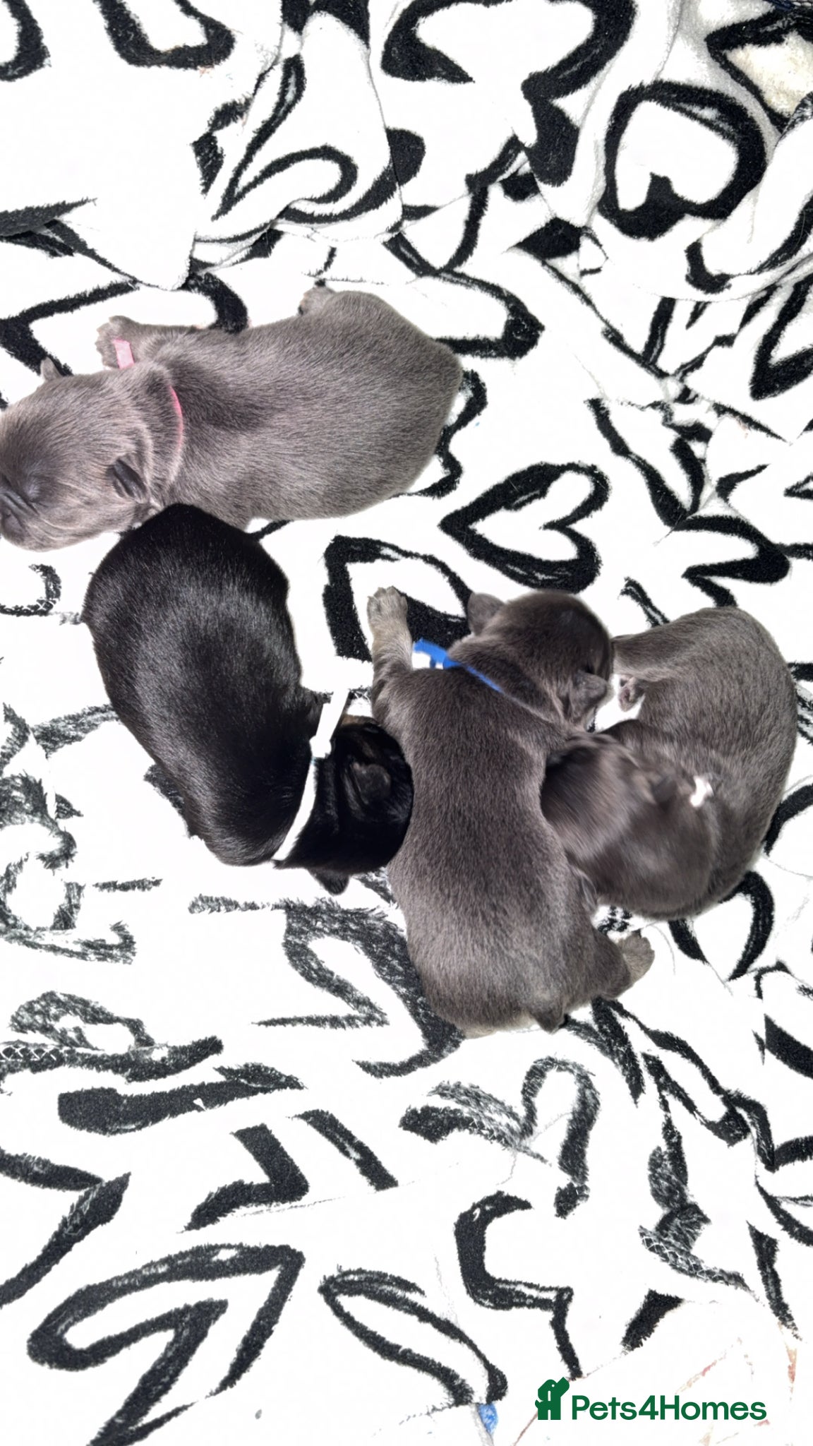 French Bulldog dogs for sale: 6 long haired French bulldogs for sale - Advert 8