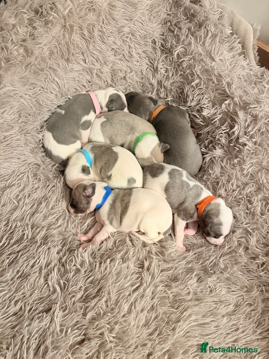 Whippet dogs for sale: Beautiful litter of pedigree whippets  - Advert 1