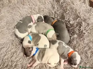 Whippet dogs Beautiful litter of pedigree whippets - Advert 2