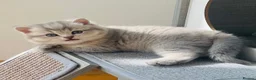 British Shorthair cats for sale: GCCF/TICA British Shorthair Champion line Kittens - Advert 3