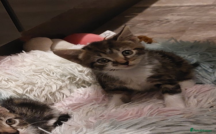 Mixed Breed cats - Advert 4