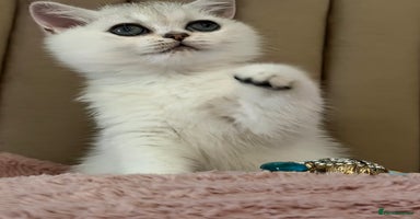 British Shorthair cats - Advert 12