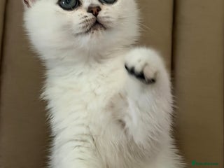 British Shorthair cats - Advert 23