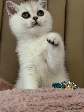 British Shorthair cats - Advert 16