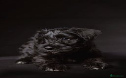 Miniature Schnauzer dogs for sale: Reduced. Miniature Schnauzer black pups. KC & MAC  - Image 1