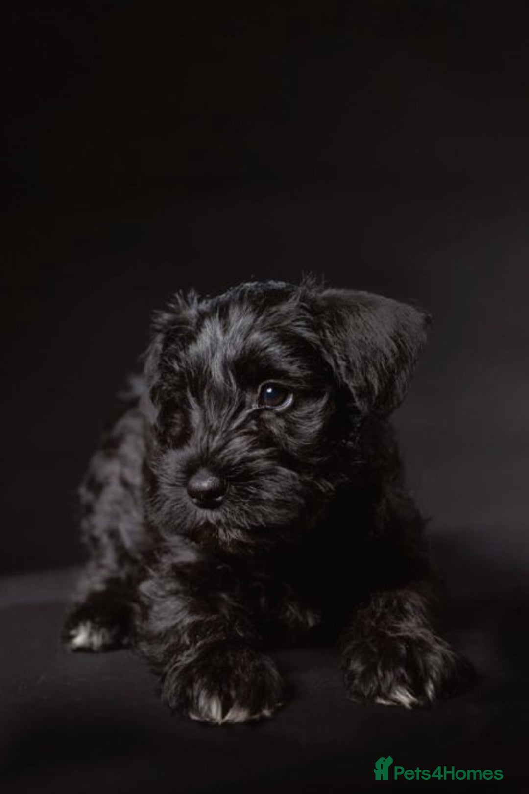 Miniature Schnauzer dogs for sale: Reduced. Miniature Schnauzer black pups. KC & MAC  - Image 1