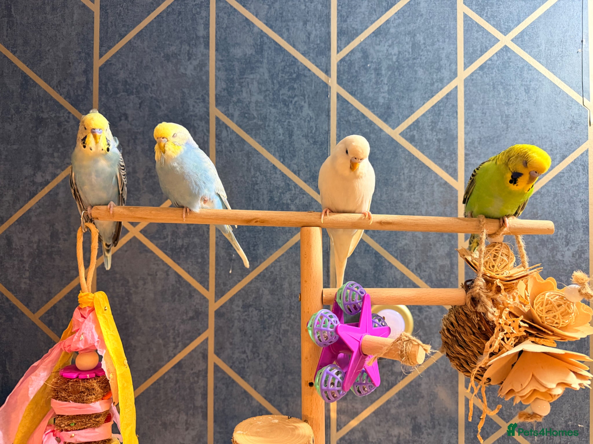 Budgerigars birds Budgies for sale with cage - Advert 15