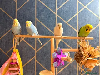 Budgerigars birds Budgies for sale with cage - Advert 13