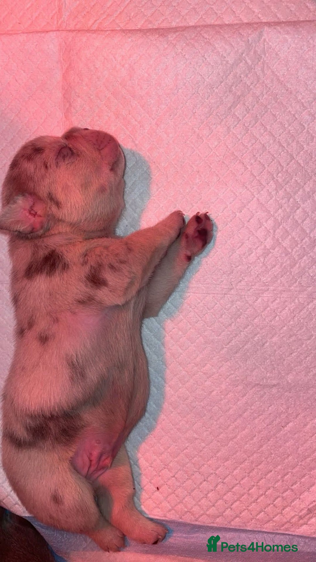 French Bulldog dogs for sale: Frenchie for sale - Advert 6