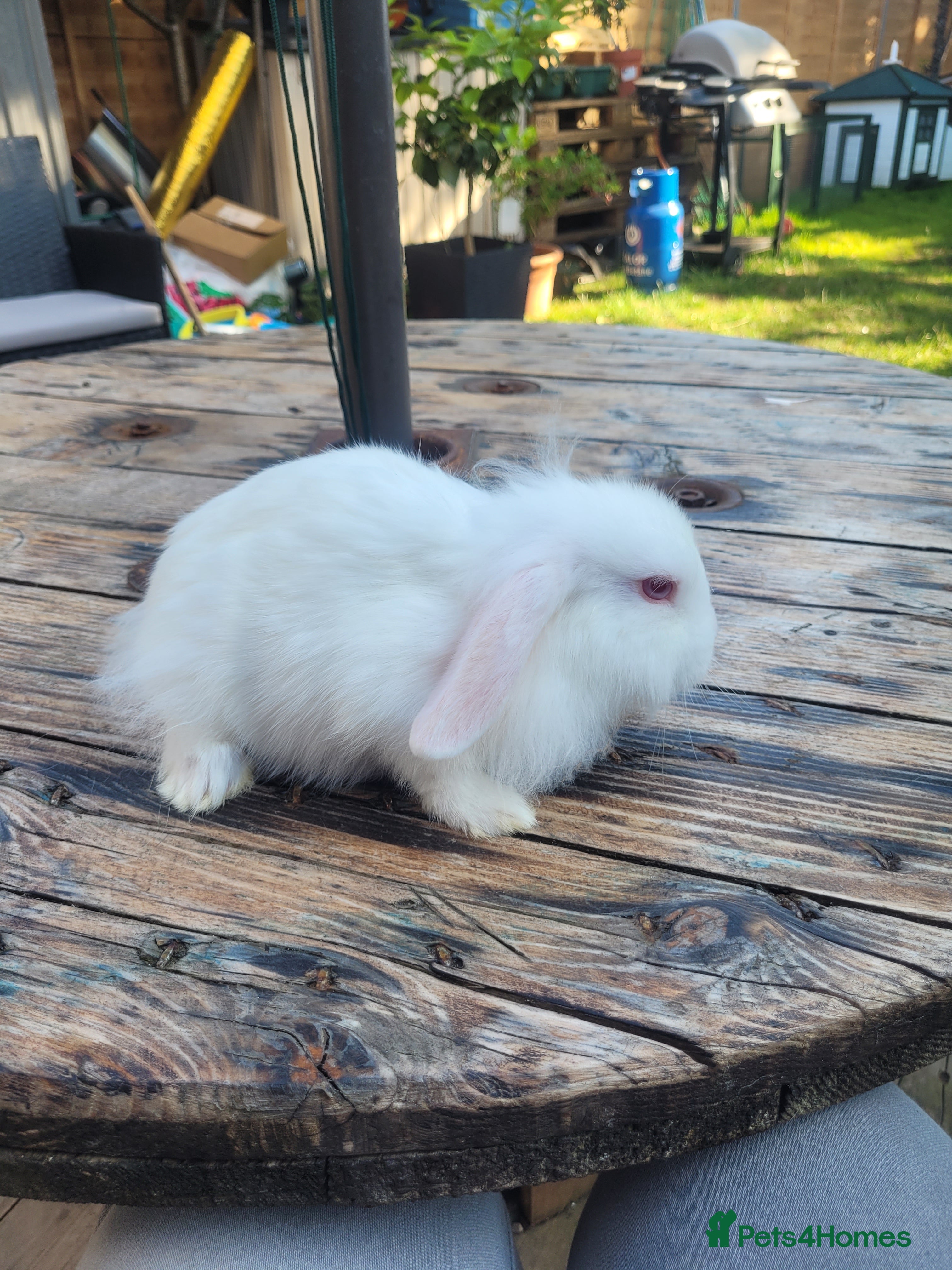 Mini Lop rabbits Mini lop bunny 🐰  - Advert 2