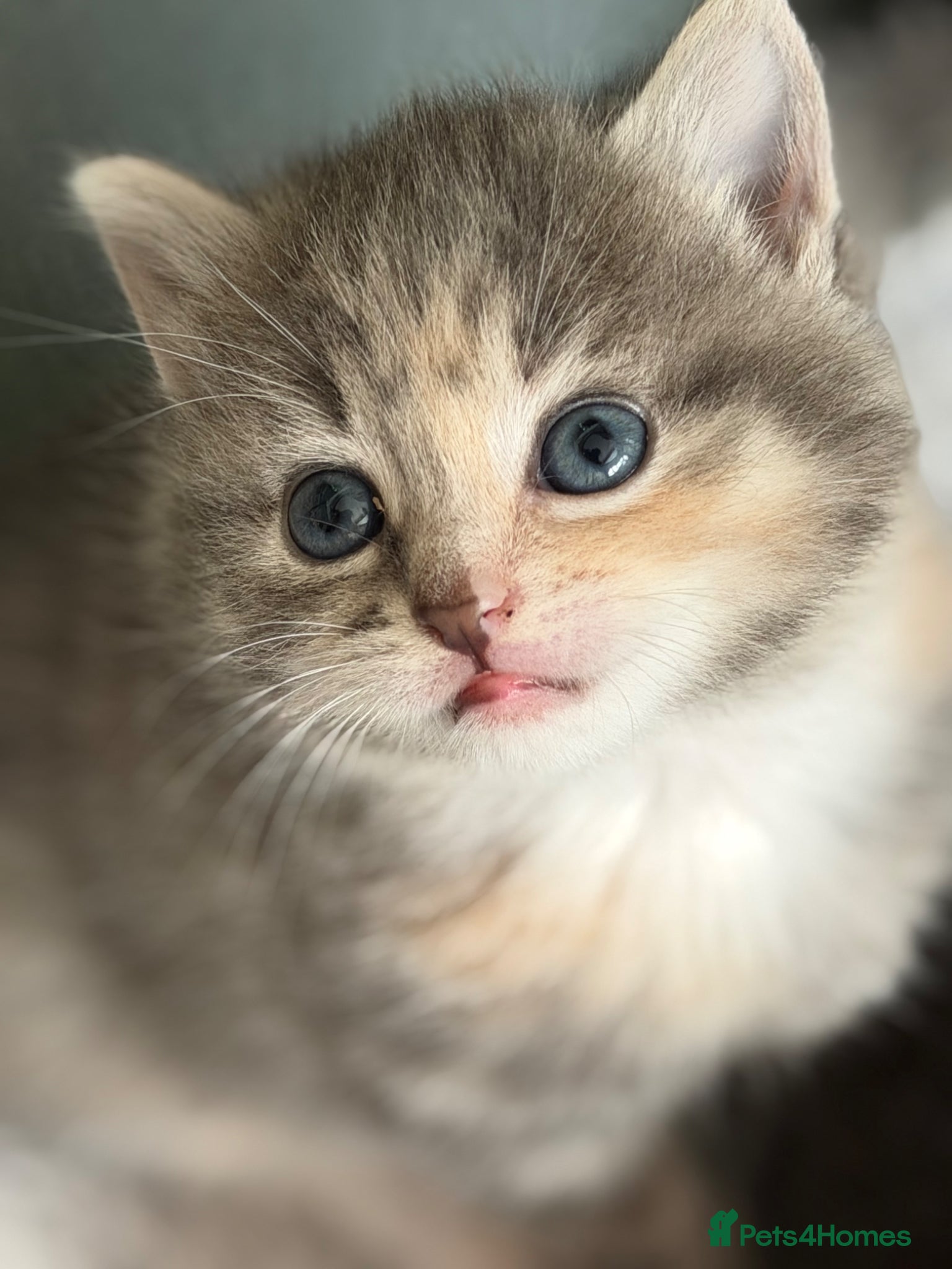 Mixed Breed cats ♥️ Last fluffy kitten remaining ♥️  - Advert 11