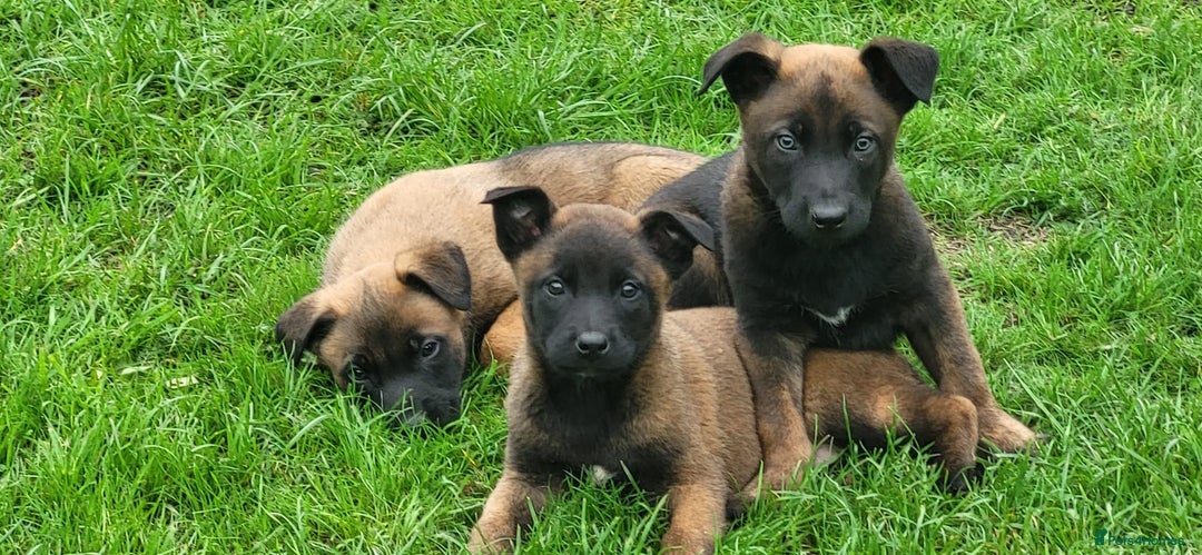 Belgian Shepherd Dog dogs for sale: BELGIAN SHEPHERD  - Image 5