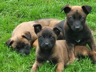 Belgian Shepherd Dog dogs - Advert 1