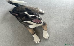 Mixed Breed dogs for sale: Milo for sale - Image 6