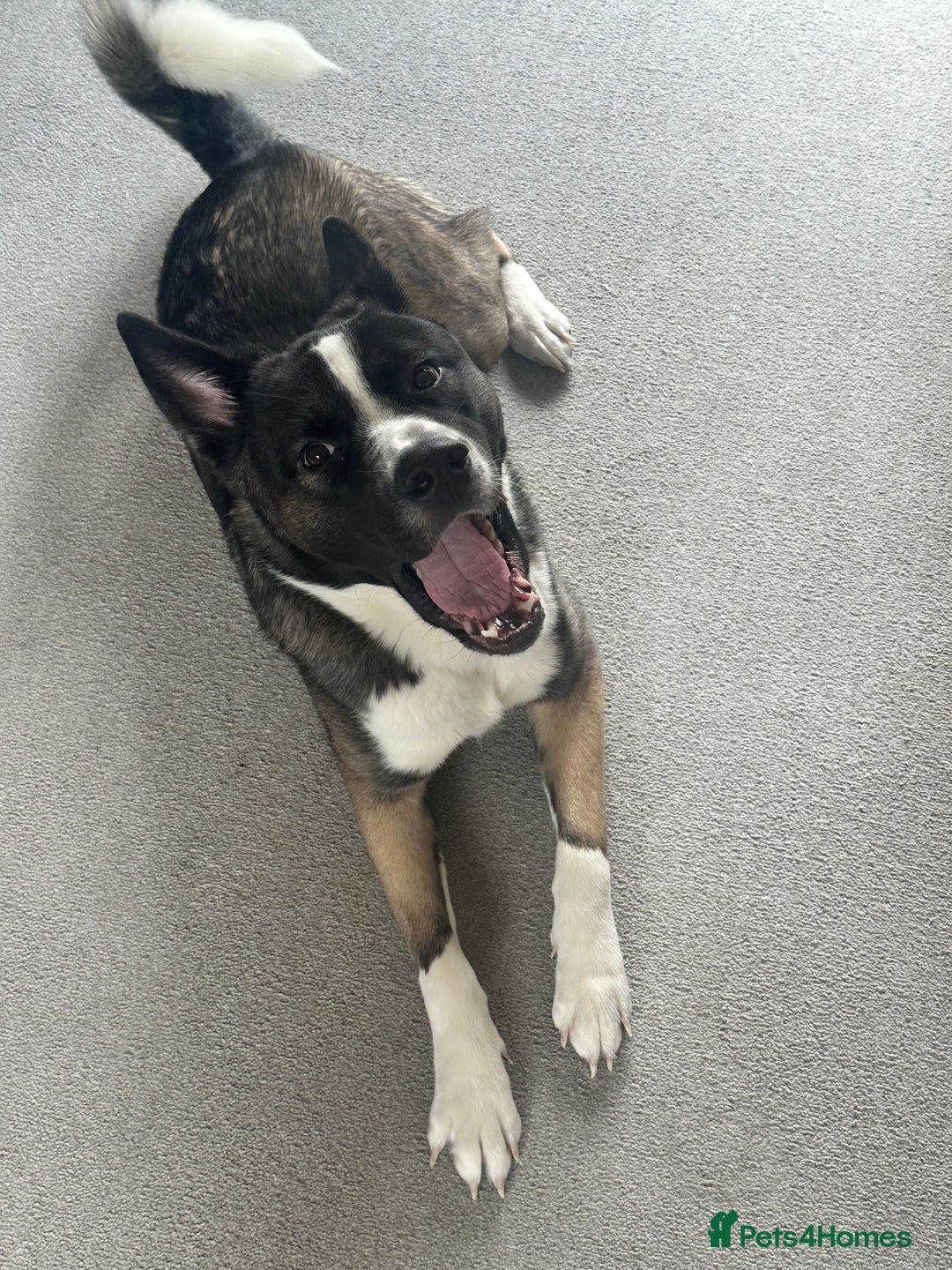 Mixed Breed dogs for sale: Milo for sale - Image 6