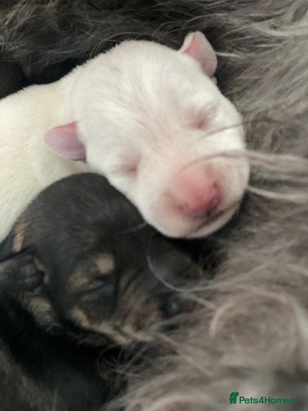 Miniature Schnauzer dogs for sale: 5*KC MINIATURE SCHNAUZER PUPPIES  - Advert 6