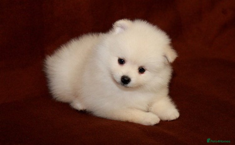 Pomeranian dogs brilliant pomeranian - Advert 4