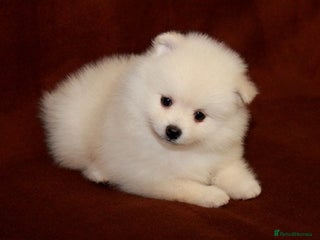 Pomeranian dogs brilliant pomeranian - Advert 2