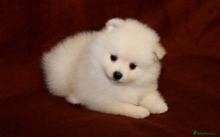 Pomeranian dogs brilliant pomeranian - Advert 4