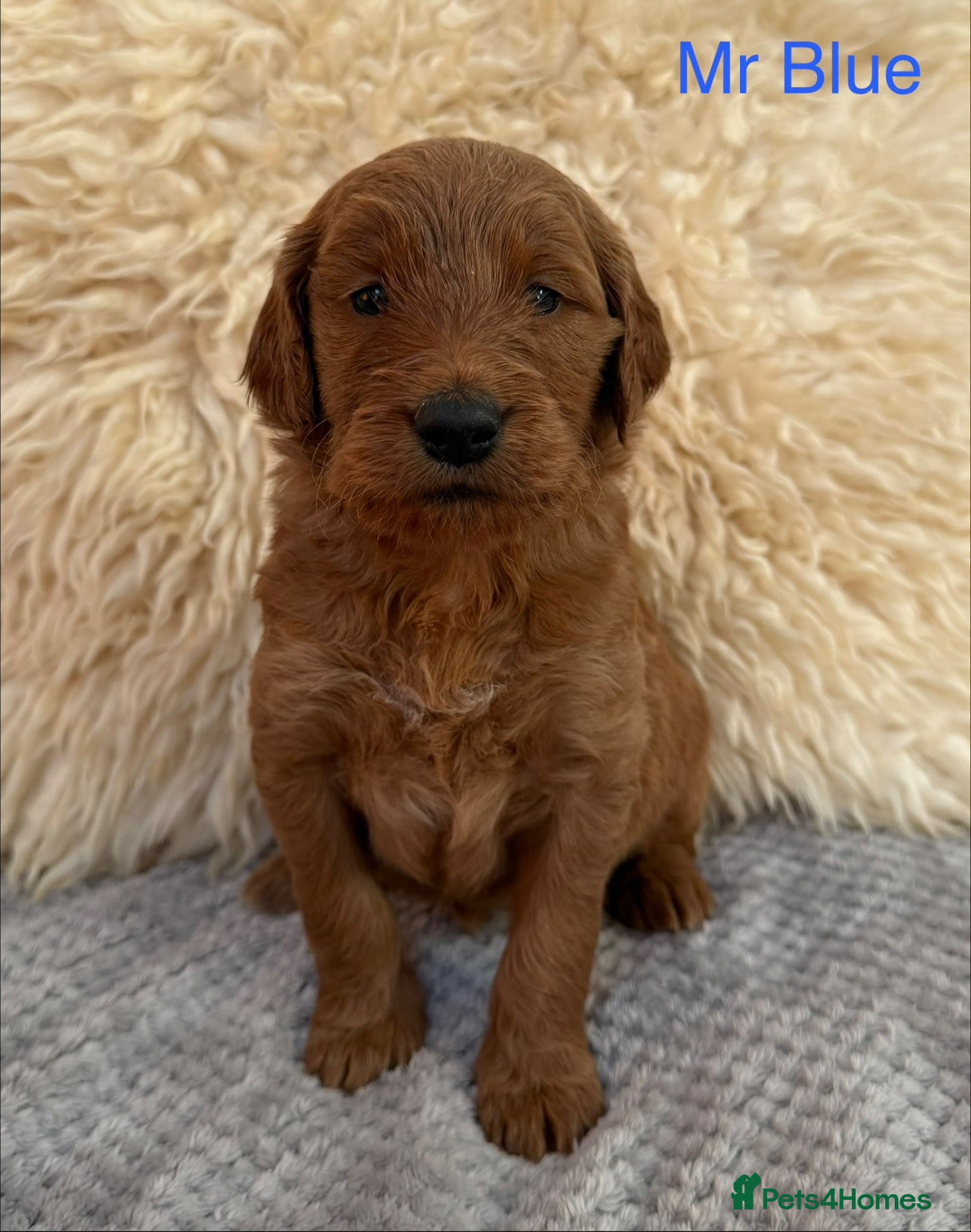 Goldendoodle dogs for sale: F1 Goldendoodle Puppies  - Advert 2