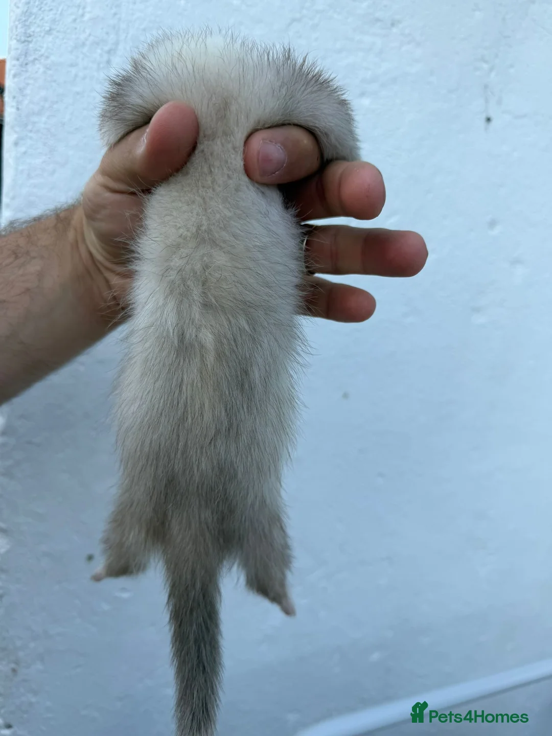 Ferret rodents for sale: Silver Jill Ferret For Sale in Sittingbourne - Advert 2