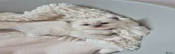 Ragdoll cats for sale: Ragdall Gccf Bicolour/Mitted ChampionBloodlines - Advert 28