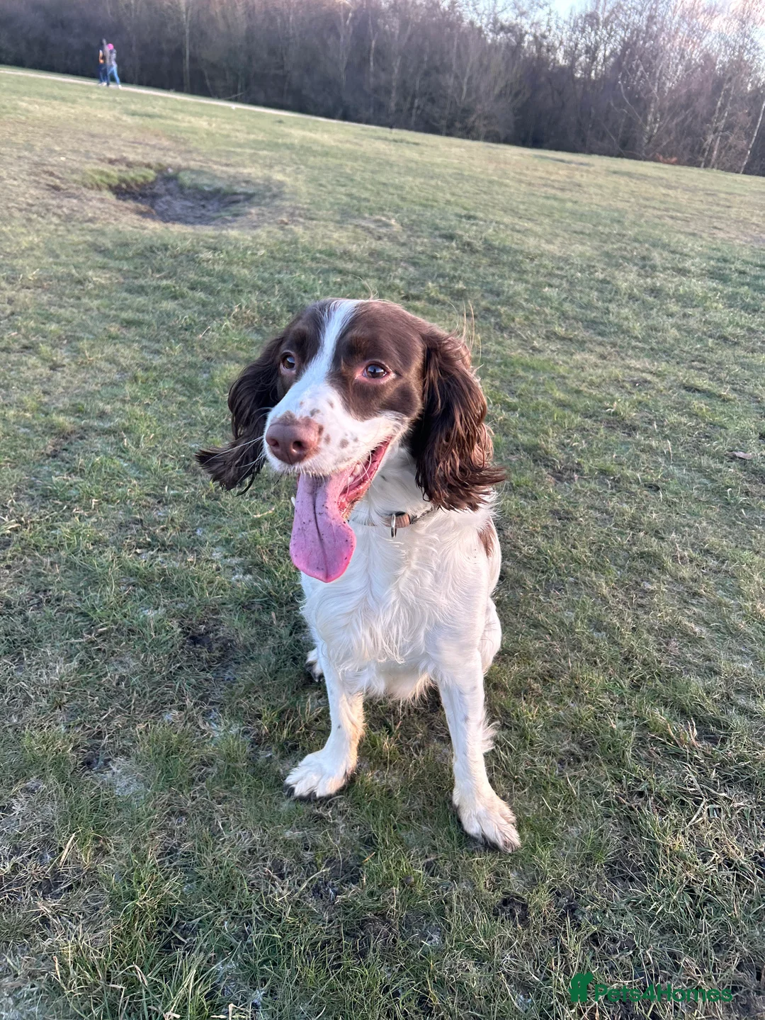 English Springer Spaniel dogs for stud: Nico  - Advert 1