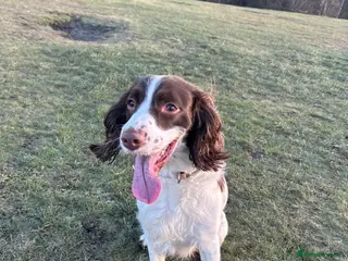 English Springer Spaniel dogs Nico - Advert 1