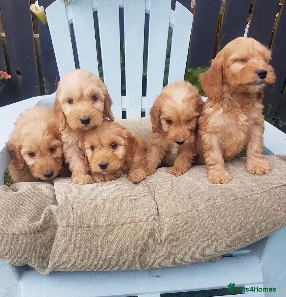 Cockapoo dogs for sale: Adorable cockapoo puppies - Advert 2