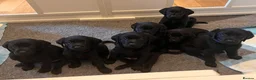 Labrador Retriever dogs for sale: Pedigree KC Registered Black Labrador Pups  - Advert 2