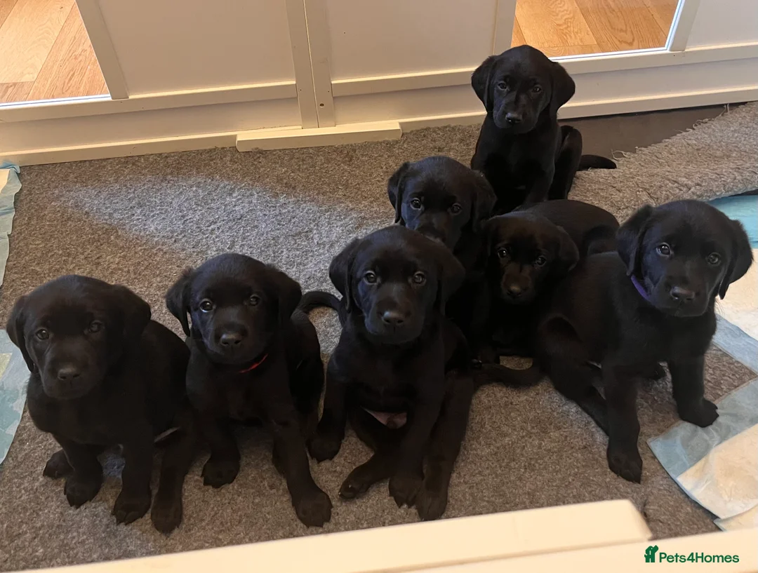 Labrador Retriever dogs for sale: Pedigree KC Registered Black Labrador Pups  - Advert 2
