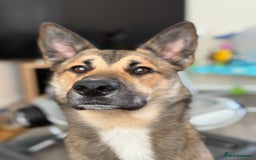 Mixed Breed dogs for sale: Ghost  - Image 3