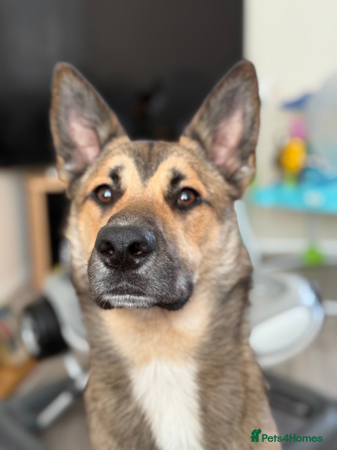 Mixed Breed dogs for sale: Ghost  - Image 3