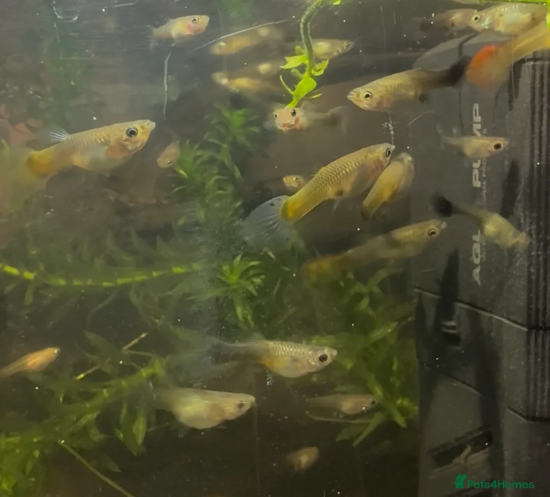 Other/Mixed Breed fish for sale: Guppy fry - Advert 3