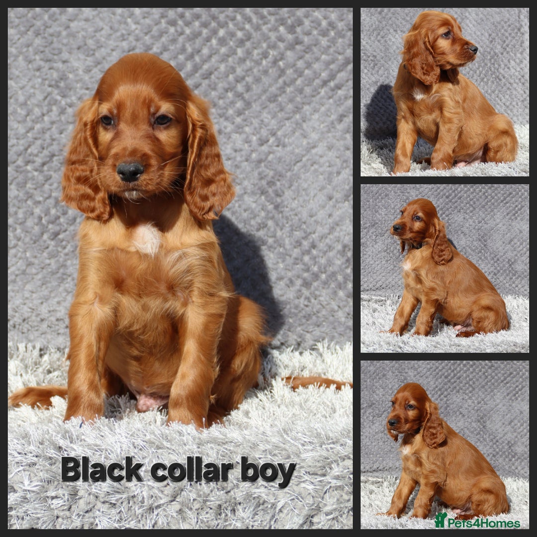 Irish Setter dogs for sale: Outstanding KC Reg Irish Setter puppies  - Image 8