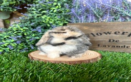 Mini Lop rabbits for sale: ⭐️ FRIENDLY PUREBRED MINI LOP BUNNIES ⭐️ - Image 24
