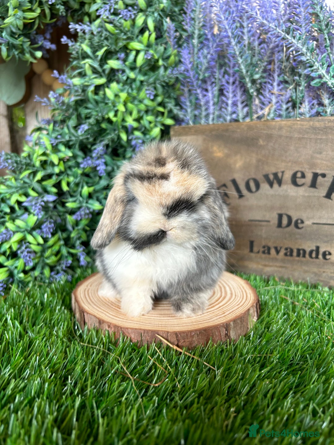Mini Lop rabbits for sale: ⭐️ FRIENDLY PUREBRED MINI LOP BUNNIES ⭐️ - Image 24