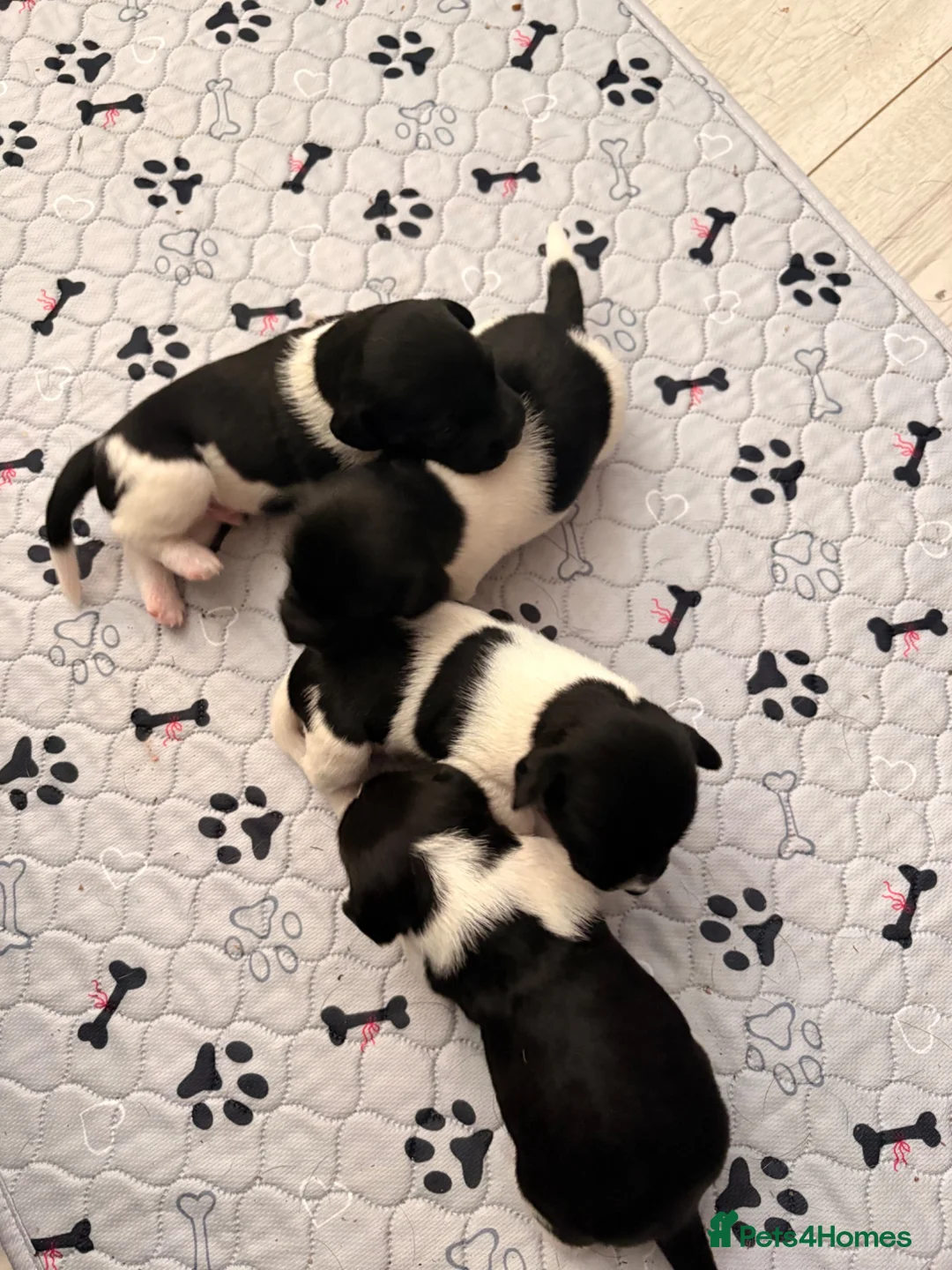 Patterjack dogs for sale: 4 boy Patterjack puppies - Advert 1
