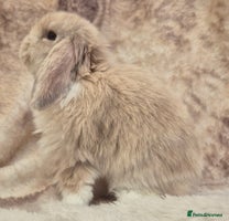 Mini Lop rabbits Mini lops various age and price see description. - Advert 5