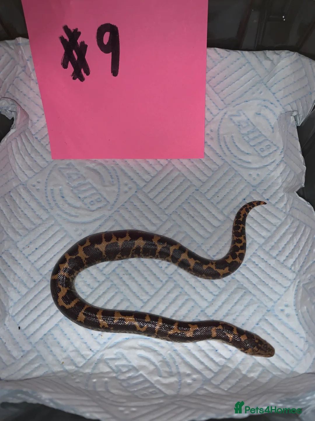 Boa Snake reptiles for sale: Kenyan sand boas for sale Essex  - Advert 9