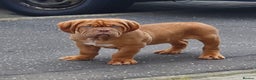 Dogue De Bordeaux dogs for stud: stud available in Carlisle - Advert 13