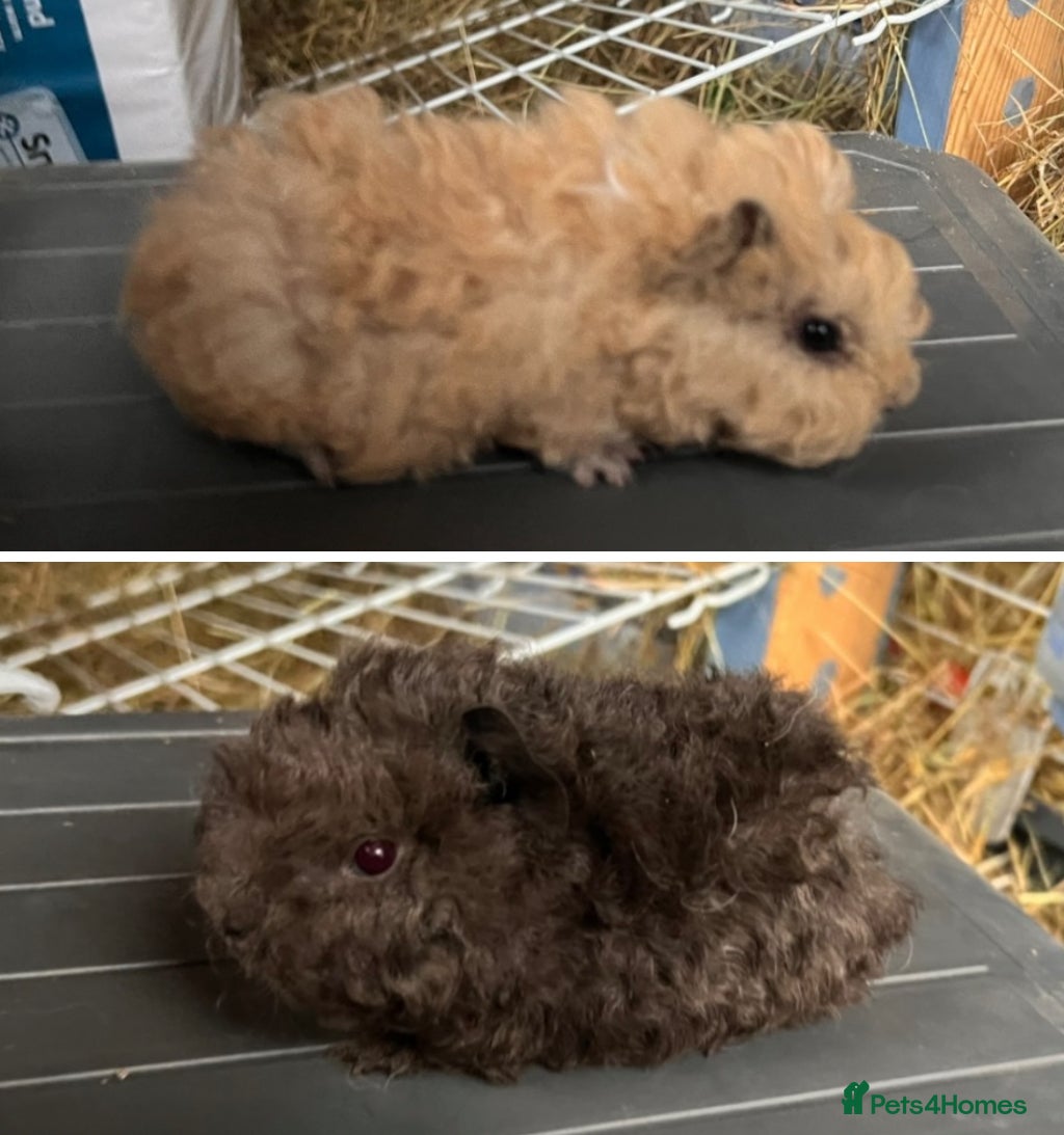 Guinea Pig rodents Lunkarya Guinea Pigs - Advert 2