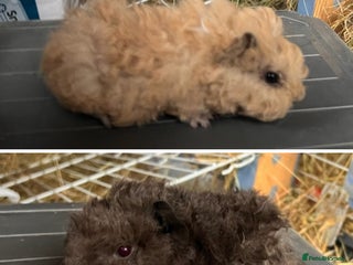 Guinea Pig rodents Lunkarya Guinea Pigs - Advert 2