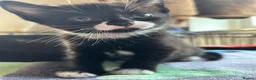 Mixed Breed cats for sale: Beautiful short-haired black and white kittens in Sudbury - Advert 15