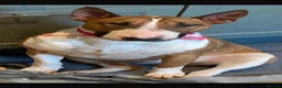 English Bull Terrier dogs for sale: 🐶 KC Registered English Bull Terrier Puppies 🐶 - Advert 22