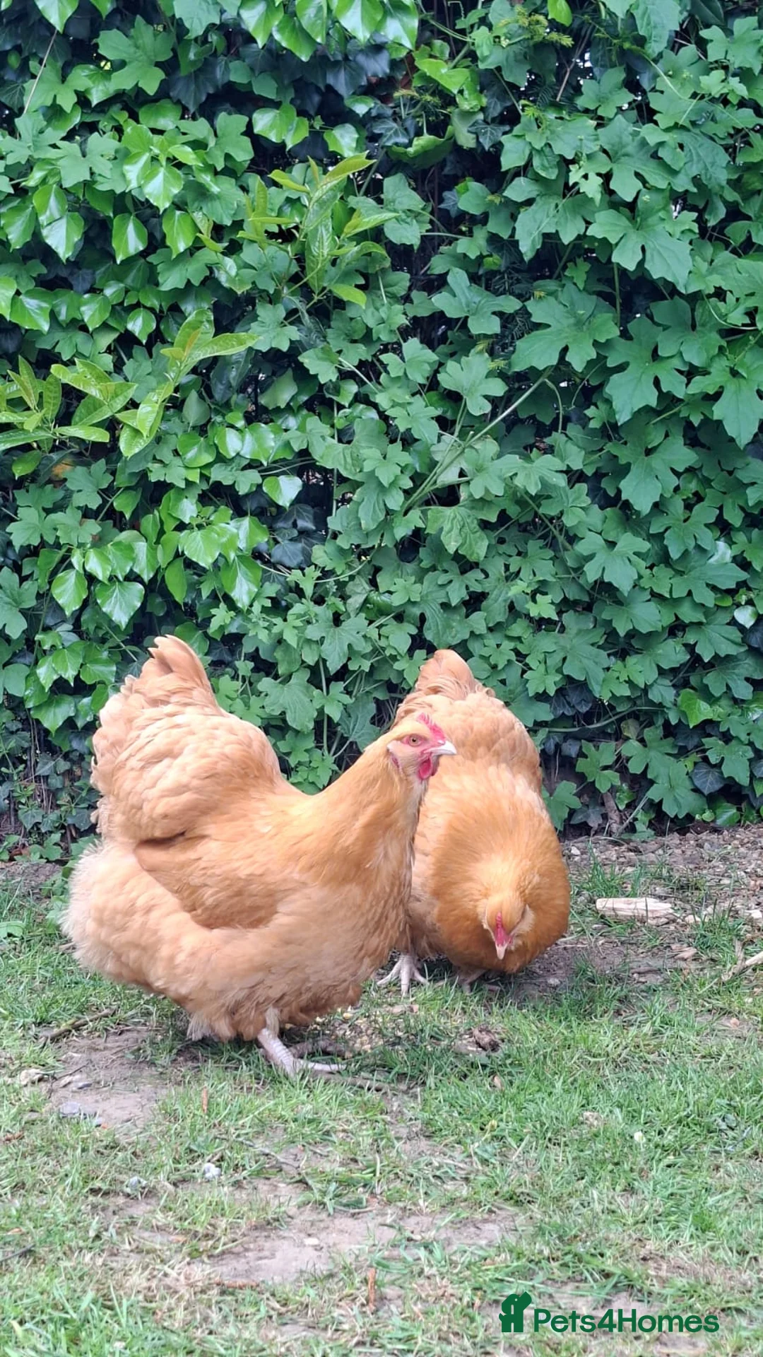 Chickens poultry for sale: Pure Breed Buff Orpingtons  in Norwich - Advert 1