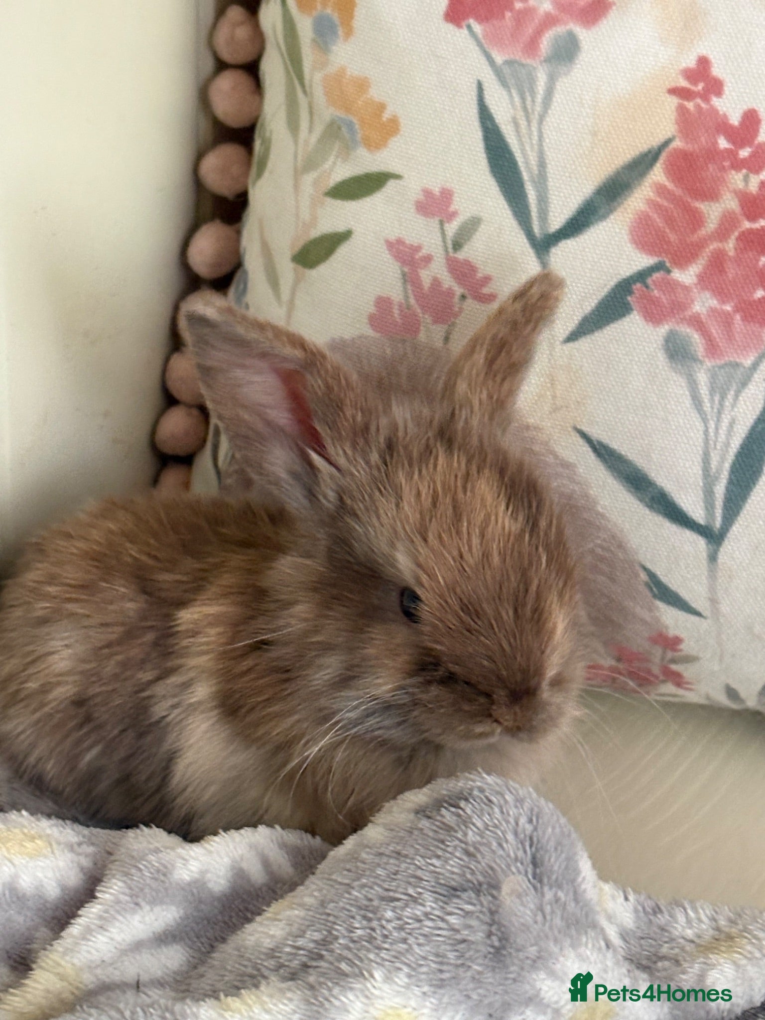 Mini Lop rabbits Mini lops-raised indoors-vaccinated  - Advert 2