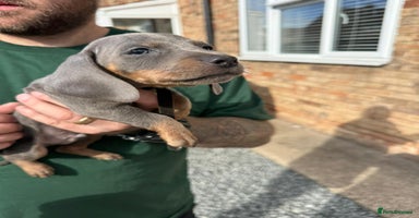 Miniature Dachshund dogs - Advert 5