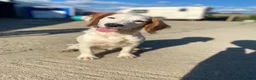 Cocker Spaniel dogs for sale: KC Working Cocker Spaniel Puppies - Advert 14