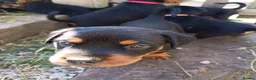 Rottweiler dogs for sale: Rottweiler puppies  - Advert 28